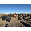 Image 2 : B Hills Farming Co. - 40 Angus/Angus X Fed Steers (Peoria, AB)