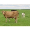 Image 6 : 6 S Feeders Inc. - 1500# October Delivery Cows - 42 Head (Moosomin, SK)
