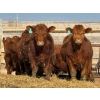 Image 5 : 9X Enterprises - 740# April Delivery Steers - 65 Head (Millicent, AB)