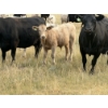 Image 3 : Douglass Cattle Co. - 570# November Delivery Steer Calves - 85 Head (Finnegan, AB)