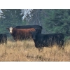Image 7 : Seven O Ranches - 625# Steer Calves - 100 Head (Kamloops, BC)