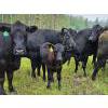 Image 9 : Vandenhoven Farms - 650# November Delivery Steer Calves - 95 Head (Rimbey, AB) VBP+