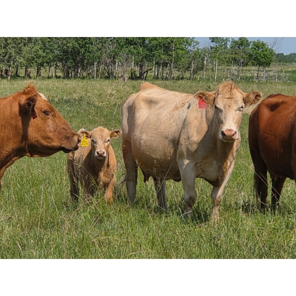 Beck Farms & Debenham Cattle Co. - 625# Oct/Nov Delivery Steer Calves - 100 Head (Lang/Kennedy, SK)