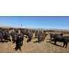 Image 5 : Dusty Meadow Farms - 825# May Delivery Heifers - 215 Head (Fincastle, AB)
