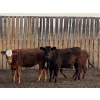 Image 2 : Spruce Tree Cattle Co. Ltd - 960# September Delivery Heifers - 48 Head (Linden, AB)