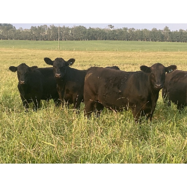 Shane & Tanya Roberts - 920# Sept/Oct Grass Steers - 50 Head (Leslieville, AB)