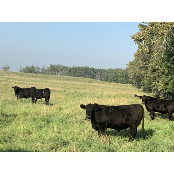 Broken Link Ranches - 1050# September Delivery Grass Steers - 220 Head (Ponoka, AB)