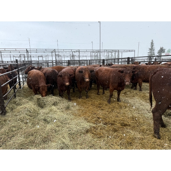 Spruce Ridge Farms - 13 3-4 Year-Old Cows (Pen 443A)