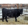 Image 2 : Bradford Little Chief - 1 Heifer (Pen 134)