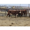Image 1 : Martin Cattle Co. - 1 Speckle Park Young Cow (Pen 408)