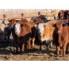 Image 4 : Ugly Head Feeders - 800# March Delivery Steers - 75 Head (Killam, AB)