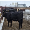 Image 7 : Franz Land & Cattle - 760# March Delivery Heifers - 41 Head (Medicine Hat, AB)