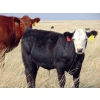 Image 5 : Cody Plumb - 640# Steer Calves - 35 Head (Enchant, AB)