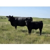 Image 3 : Blair Brost - 725# Oct/Nov Delivery Steer Calves - 70 Head (Piapot, SK)
