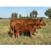 Image 4 : Kokay Farms Ltd. - 685# November Delivery Steer Calves - 120 Head (Rosemary, AB)