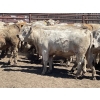 Image 4 : Lone Star Cattle Co. - 1000# June Delivery Heifers - 63 Head (Strathmore, AB)