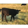 Image 6 : Brad, Kelly & Oliver Deschamps - 430# October Delivery Heifer Calves - 55 Head (Patricia, AB)