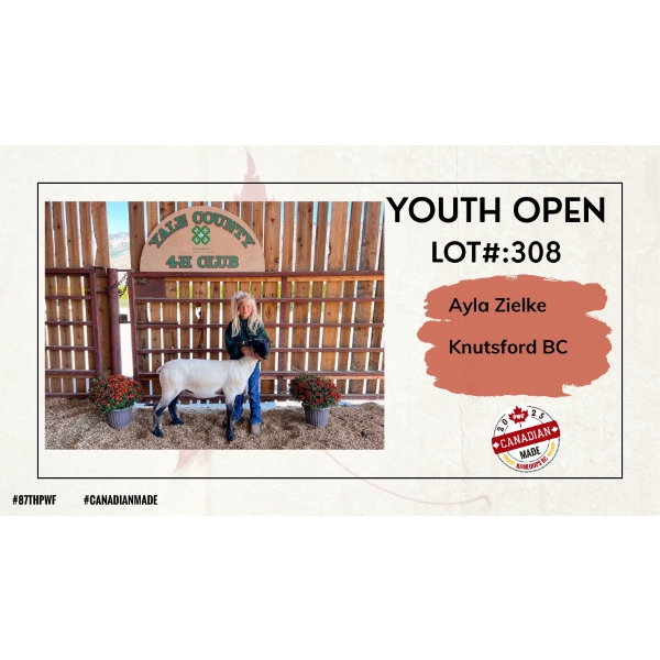 Youth Open Sheep - Ayla Zielke - Knutsford BC