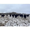 Image 6 : Randy Kehler - 25 Black/Black X Spring Calving Bred Heifers (Eriksdale, MB)