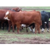 Image 9 : Ranahan Ranch - 950# June Delivery Steers - 65 Head (Whitewood, SK)