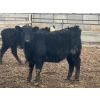 Image 5 : Echo Springs Ranching  - 735# February Delivery Heifers - 34 Head (Granum, AB)