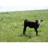 Image 13 : Circus Coulee Cattle - 530# Nov Delivery Heifer Calves - 100 Head (Dorothy, AB)