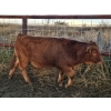 Image 7 : Fleming Bros. Livestock - 640# October Delivery Steer Calves - 70 Head (Rainier, AB)