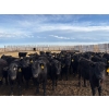 Image 2 : Lowe Ranches - 685# March Delivery Steers - 44 Head (Nanton, AB)