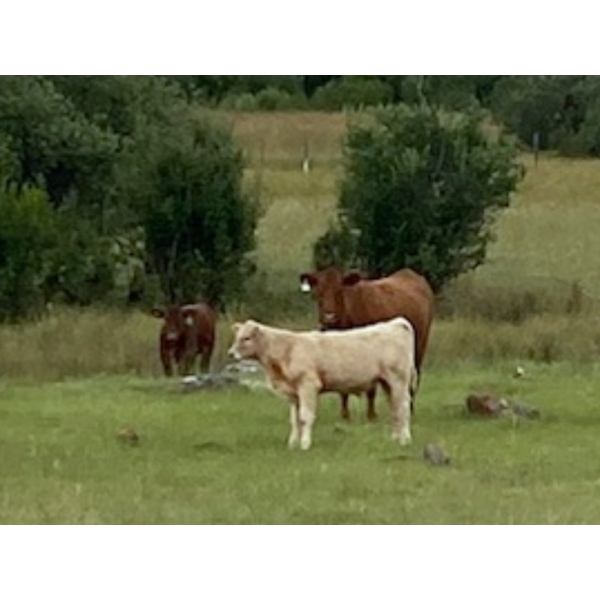 Hartridge Ranch - 585# November Delivery Steer Calves - 35 Head (Clinton, BC)
