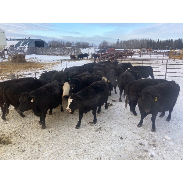 Lake Forest Farms Herd Dispersal - 23 Mature Black/BBF Simm/Angus X Bred Cows (Arnes, MB)