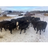 Image 1 : Lake Forest Farms Herd Dispersal - 23 Mature Black/BBF Simm/Angus X Bred Cows (Arnes, MB)