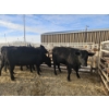 Image 4 : Lazy J Cattle Co. - 6 Black Heifers (Pen 309 - 311) 1002# avg