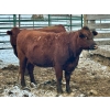 Image 2 : Mark Big Tobacco - 3 Third Calvers (Pen 502)