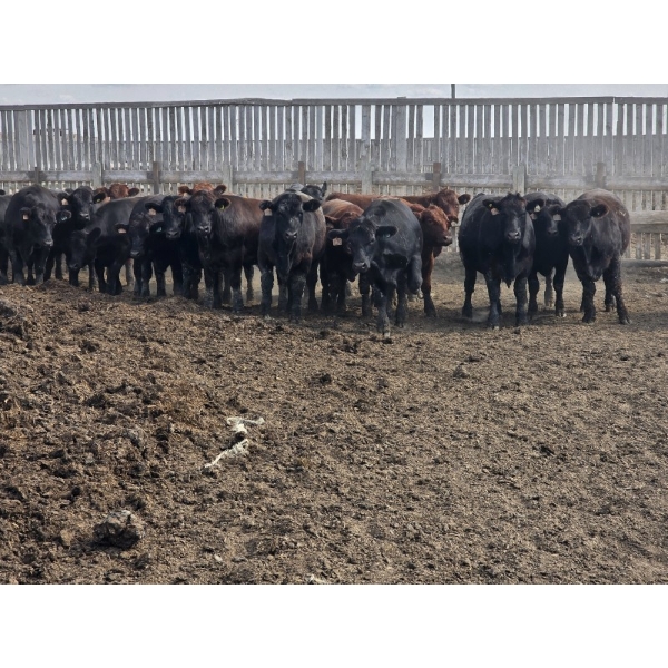 South Island Farms - 1000# September Delivery Steers - 46 Head (Bow Island, AB)
