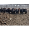 Image 1 : South Island Farms - 1000# September Delivery Steers - 46 Head (Bow Island, AB)