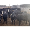 Image 2 : R7 Farms (West 40 Farms) - 875# February Delivery Heifers - 205 Head (Crossfield, AB)