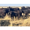 Image 5 : Standing Farms - 575# Steer Calves - 65 Head (Spondin, AB)