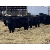 Image 4 : Houston Farms - 630# March Delivery Steers - 55 Head (Eckville, AB)