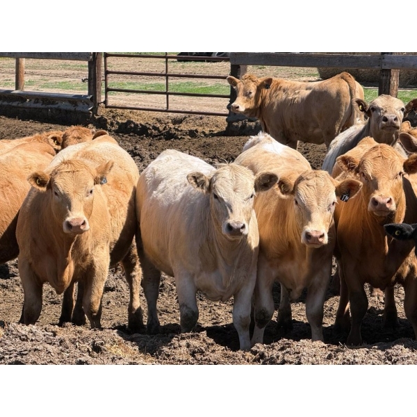 Merlin Torkelson - 925# June Delivery Heifers - 100 Head (Duchess, AB)