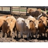 Image 1 : Merlin Torkelson - 925# June Delivery Heifers - 100 Head (Duchess, AB)