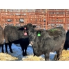 Image 4 : Fox Cattle Co. - 10 Black Heifers (Pen 406)