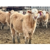 Image 13 : In The Coulee Ranch - 816# February Delivery Steers - 71 Head (Pincher Creek, AB)
