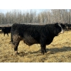 Image 2 : Rose Creek Ranch - 1000# April Delivery Steers - 150 Head (Alder Flats, AB) 