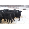 Image 5 : Flying B Ranching Co. - 950# April Delivery Steers - 45 Head (Kennedy, SK)