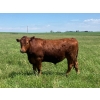 Image 11 : Holmes Cattle Co. - 1050# June/July Delivery Grass Steers - 60 Head (Cayley, AB)