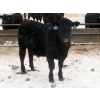 Image 10 : D & N Livestock - 900# February Delivery Steers - 68 Head (Peebles, SK)