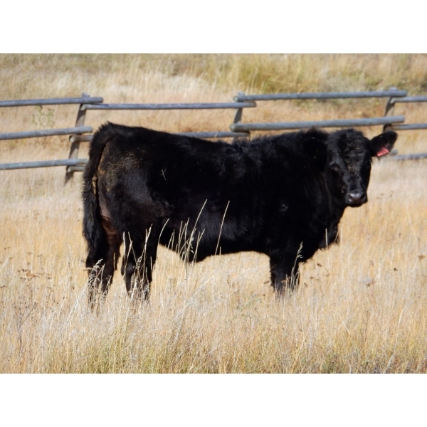 Indian Gardens Ranch - 575# October Delivery Steer Calves - 206 Head (Savona, BC)
