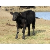 Image 11 : R&W Cattle Co. (Regan & Whitney Curry) - 490# Steer Calves - 120 Head (Sunnynook, AB) VBP+