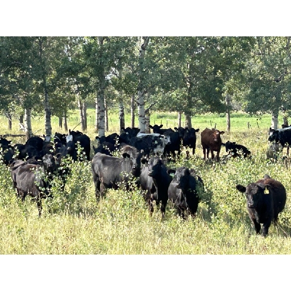 Wray Ranches - 850# September Grass Heifers - 136 Head (Falun, AB)