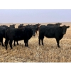 Image 2 : Kings Corner Farms - 880# November Delivery Grass Heifers - 108 Head (Corning, SK)